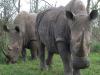 Africa Nature Animals (46)